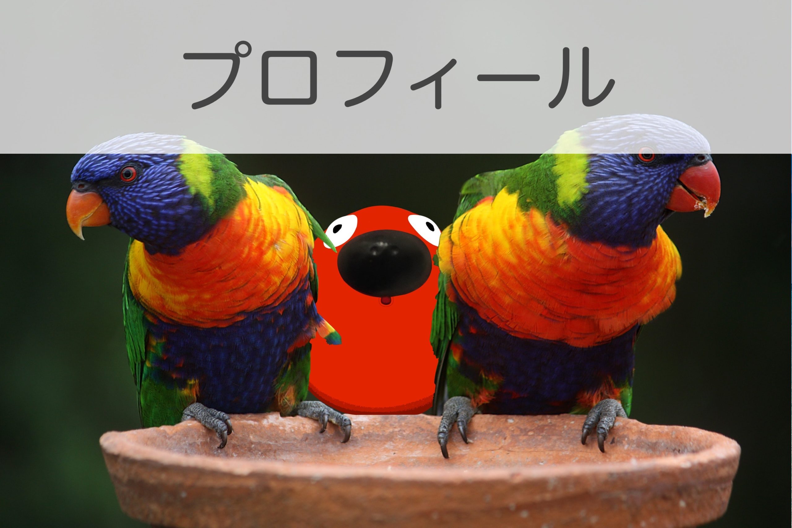 blue-geeen-and-orange-parrot